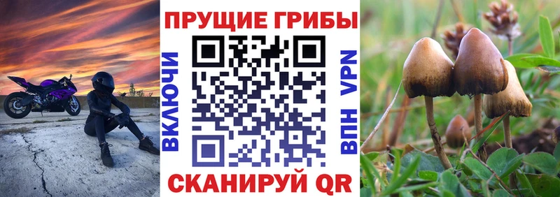 Псилоцибиновые грибы Cubensis  Заринск 